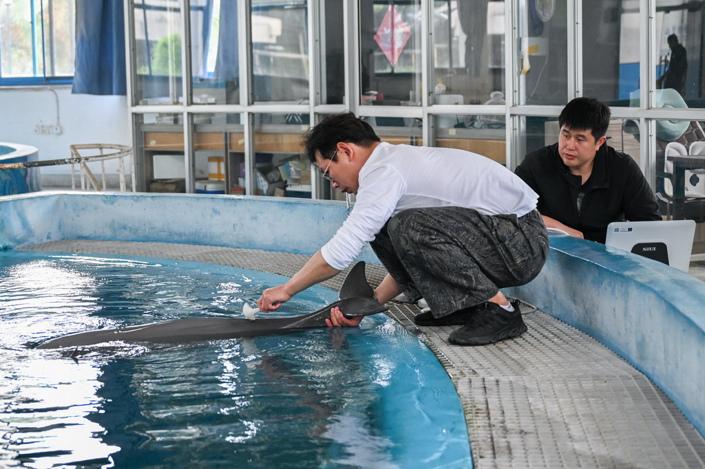 4月22日，在位于湖北省武漢市的中國科學院水生生物研究所長江江豚繁育研究中心，科研人員唐斌（右）和訓練員給長江江豚做B超。