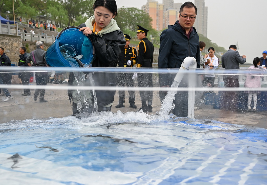 4月12日，在湖北省宜昌市胭脂園長(zhǎng)江珍稀魚類放流點(diǎn)，來(lái)自青島農(nóng)業(yè)大學(xué)漁業(yè)發(fā)展專業(yè)的何睿（左）將中華鱘投入放流裝置。