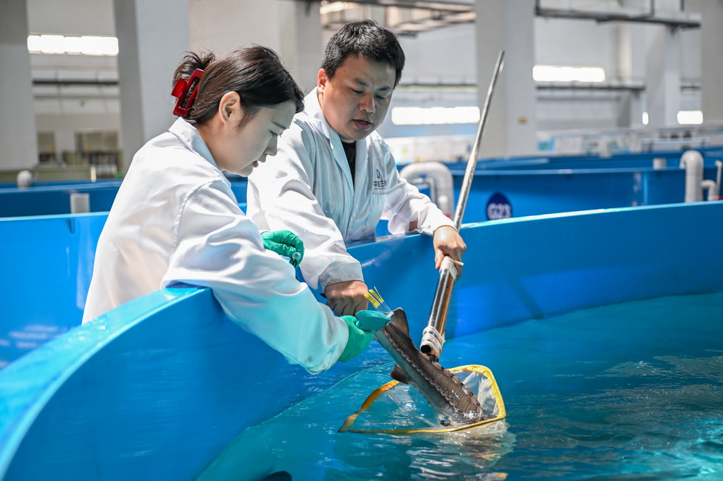 4月10日，在湖北省宜昌市三峽集團(tuán)長(zhǎng)江生物多樣性研究中心，科研人員胡亞成（右）給中華鱘打標(biāo)。