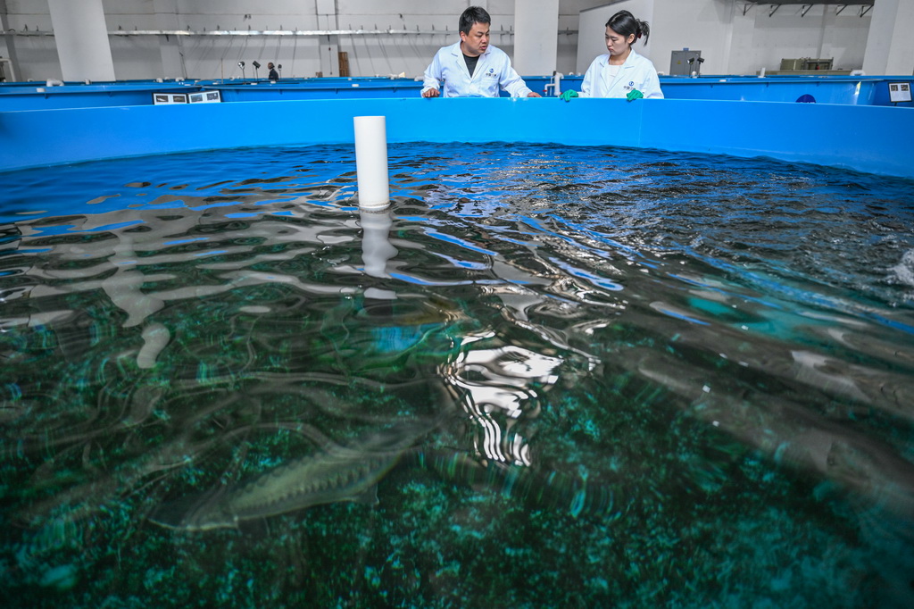 4月10日，在湖北省宜昌市三峽集團(tuán)長江生物多樣性研究中心，科研人員胡亞成（左）查看中華鱘狀況。