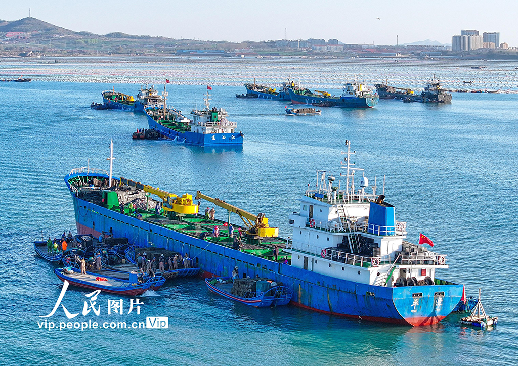 山東榮成：鮑魚“南北轉(zhuǎn)場”忙【6】