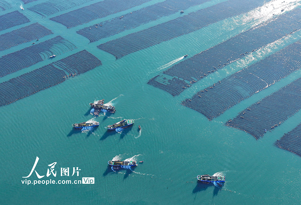 山東榮成：鮑魚“南北轉(zhuǎn)場(chǎng)”忙【7】