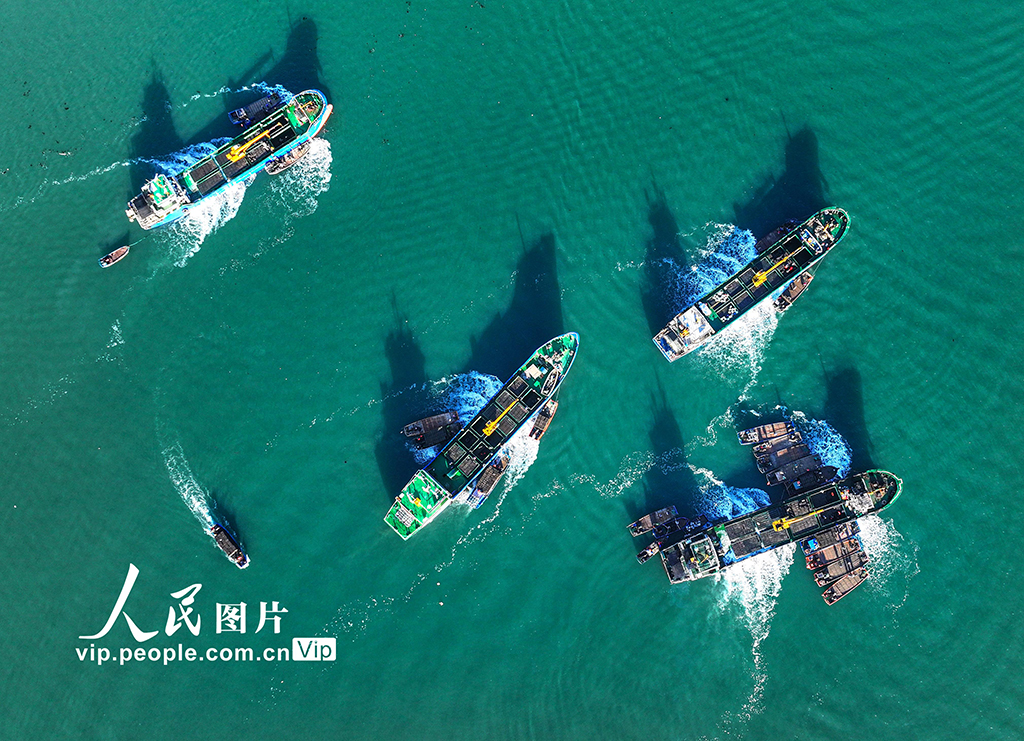 山東榮成：鮑魚“南北轉(zhuǎn)場”忙【8】
