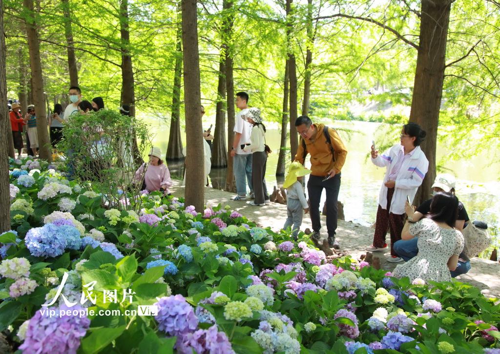 江蘇南京：無盡夏繡球盛開迎客來【3】
