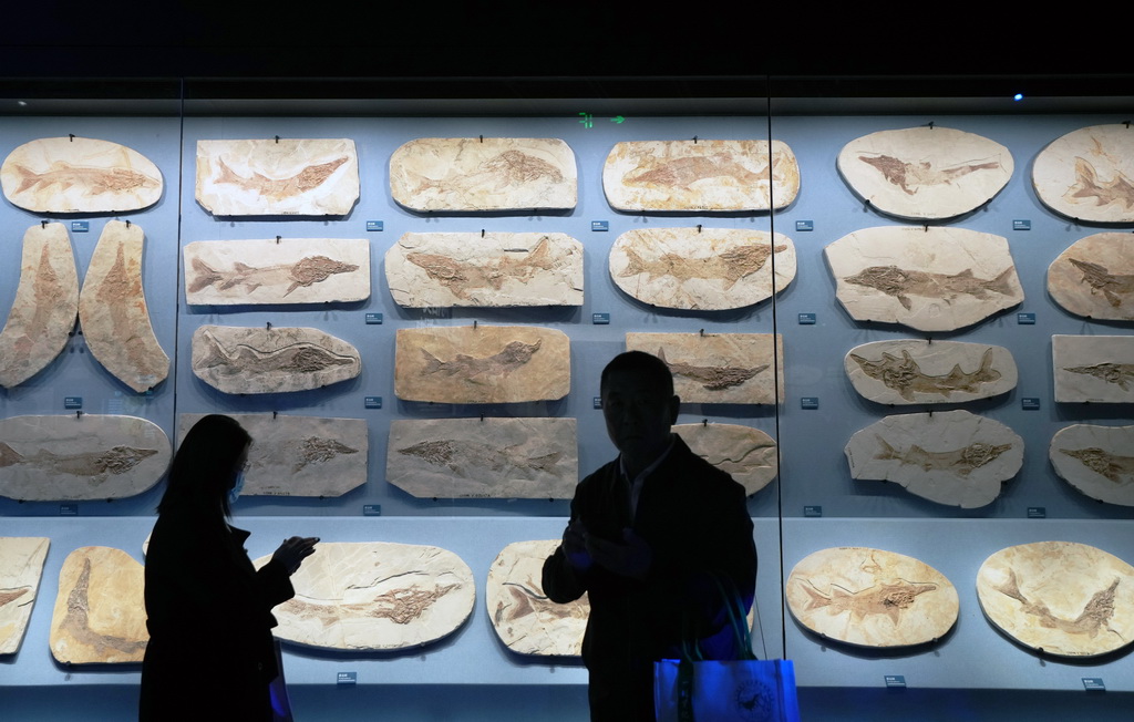 4月27日，游客在遼寧朝陽古生物化石博物館內(nèi)參觀。