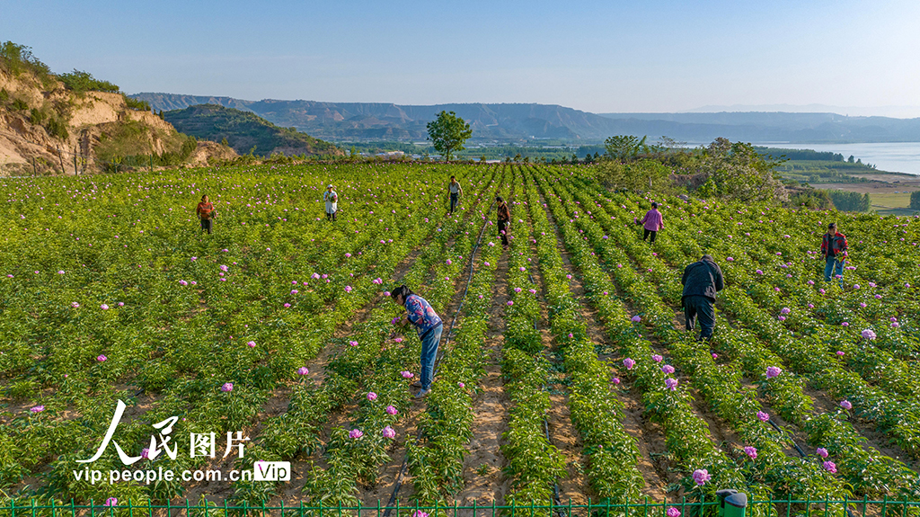 山西平陸：芍藥花開繪就農(nóng)旅融合新圖景【5】