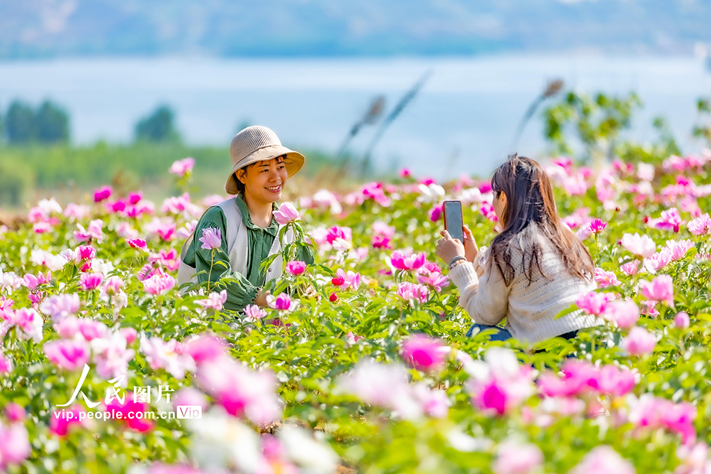 山西平陸：芍藥花開繪就農(nóng)旅融合新圖景【2】