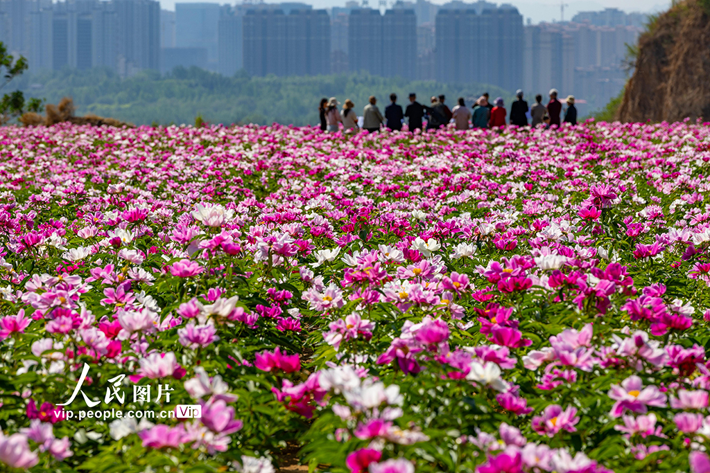 山西平陸：芍藥花開繪就農(nóng)旅融合新圖景