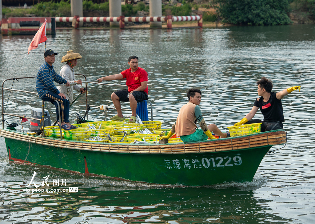 海南瓊海：休漁臨近 漁民捕撈正酣【4】