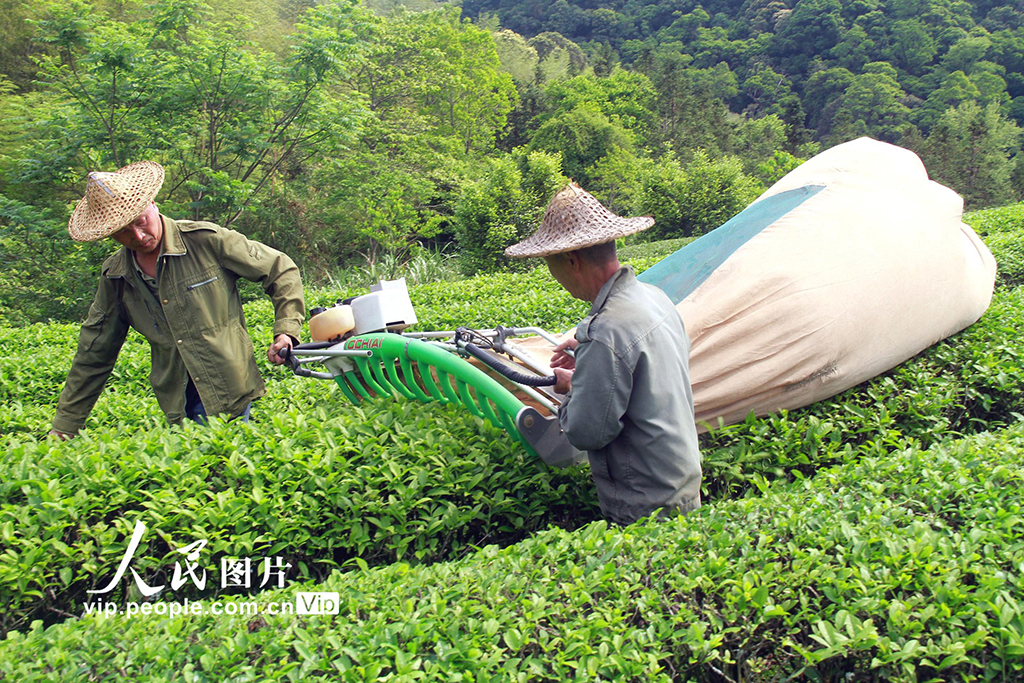 福建順昌：采摘巖茶