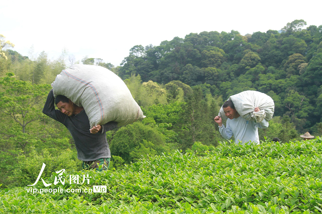 福建順昌：采摘巖茶【4】