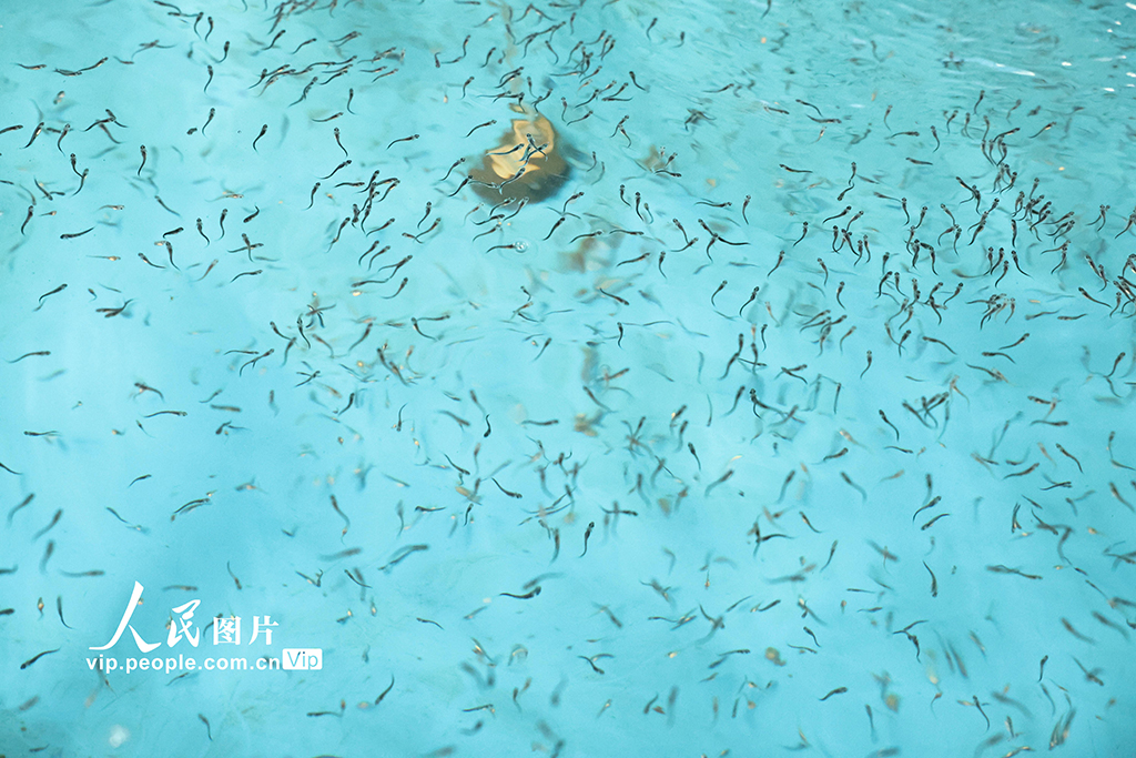 四川長(zhǎng)寧:80萬(wàn)尾長(zhǎng)江鱘幼苗成功孵化【5】