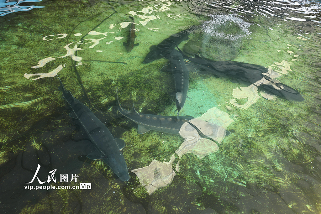 四川長(zhǎng)寧:80萬(wàn)尾長(zhǎng)江鱘幼苗成功孵化【2】