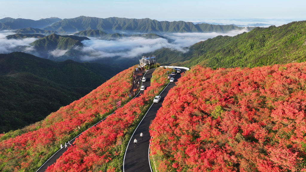 5月1日，游人在湖南省永州市雙牌縣陽(yáng)明山國(guó)家森林公園杜鵑花海賞花游玩（無(wú)人機(jī)照片）。新華社發(fā)（何紅福攝）