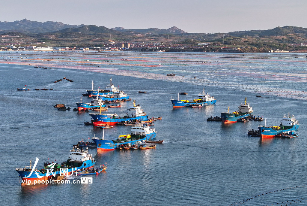 山東榮成：5000萬頭“越冬”鮑魚迎來“返鄉(xiāng)潮”