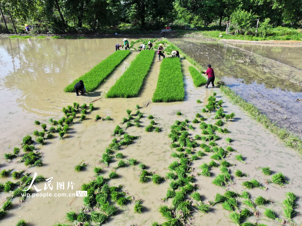 5月2日，在湖南省常寧市廟前鎮(zhèn)，村民在起秧苗。