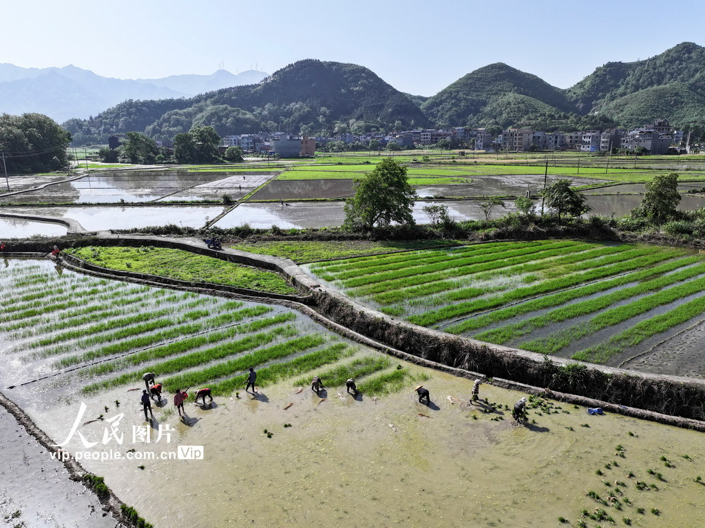 湖南常寧：田間插秧忙