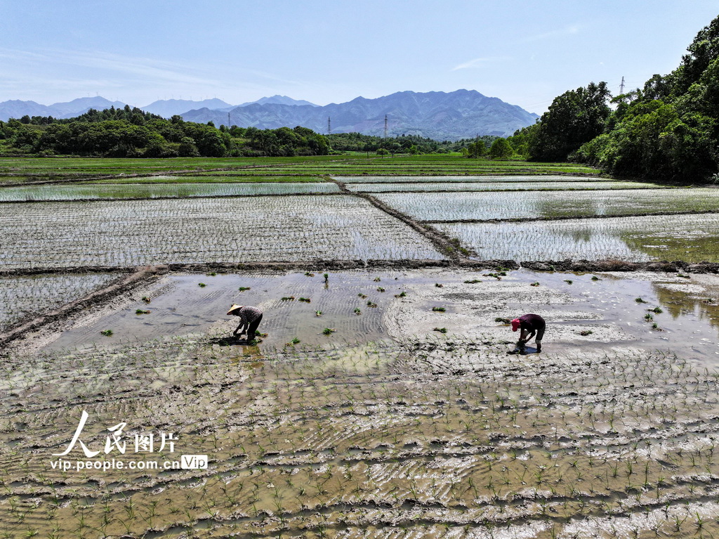 5月2日，在湖南省常寧市廟前鎮(zhèn)，村民在起秧苗。