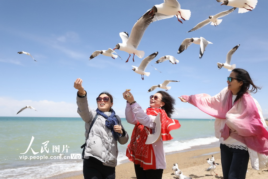 青海海南：鷗鳥翔集【2】