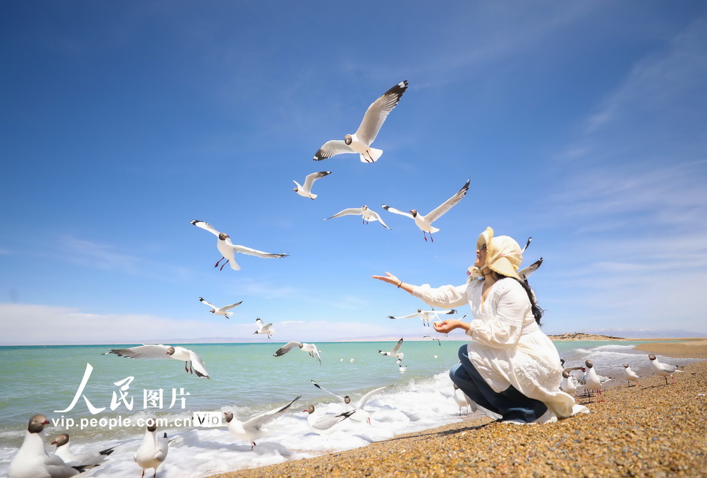 青海海南：鷗鳥(niǎo)翔集【4】
