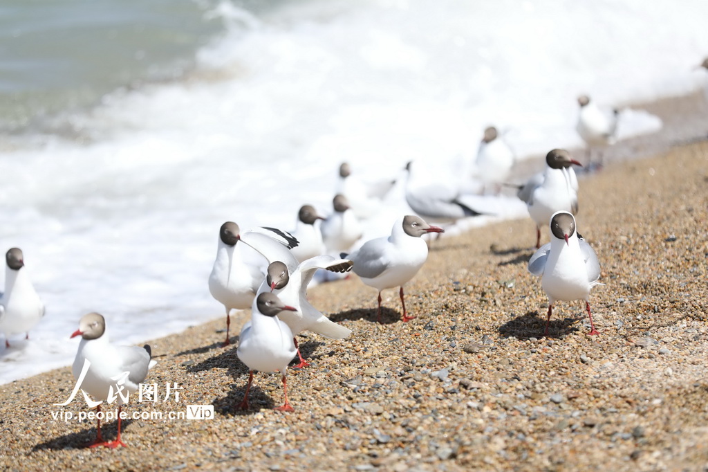 青海海南：鷗鳥(niǎo)翔集【5】