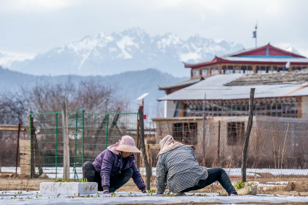 農(nóng)民在云南省迪慶州香格里拉市建塘鎮(zhèn)種植萵筍（2024年3月9日攝）。