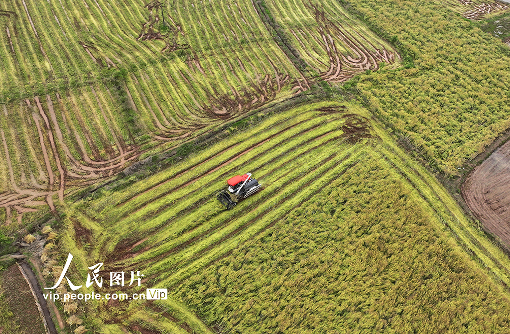 湖南衡陽(yáng)：油菜籽收割【3】