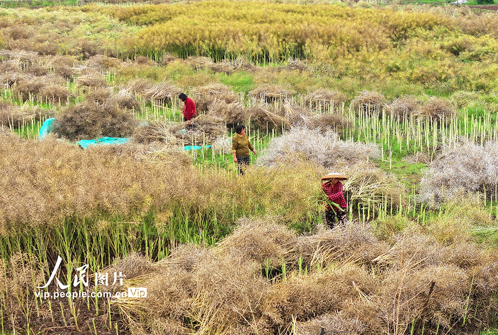 湖南衡陽(yáng)：油菜籽收割