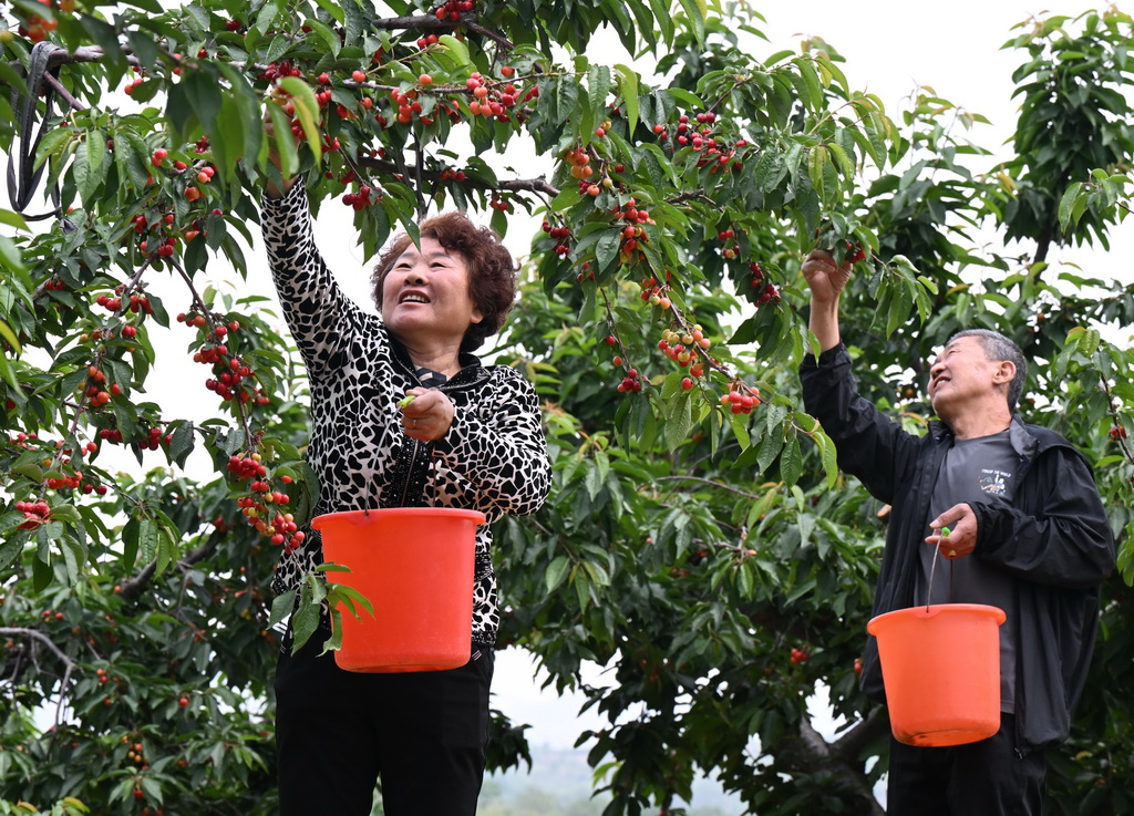 5月7日，游客在贊皇縣鮑家灘櫻桃種植基地采摘櫻桃。