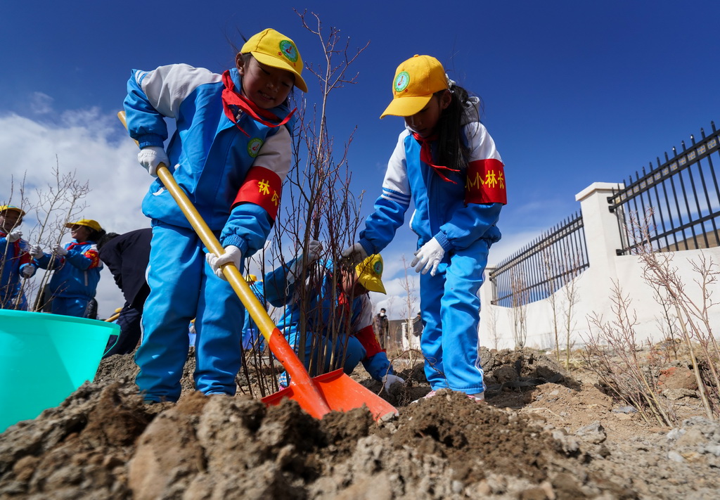 2025年4月25日，那曲市小學(xué)生在植樹。新華社記者 晉美多吉 攝