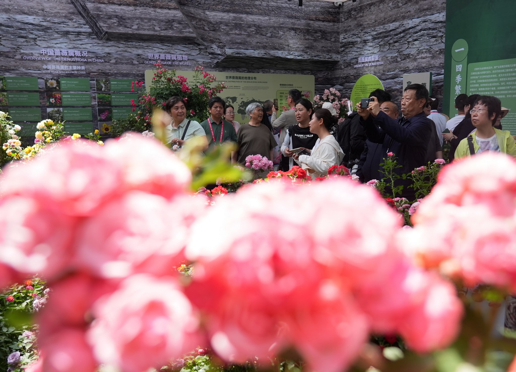 5月11日，游客在第九屆國際月季大會上參觀游覽。