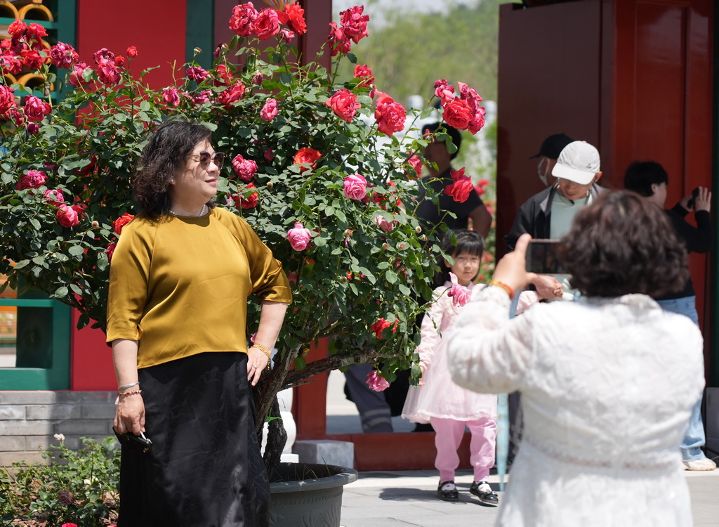 5月11日，游客在第九屆國際月季大會現(xiàn)場與月季花合影。