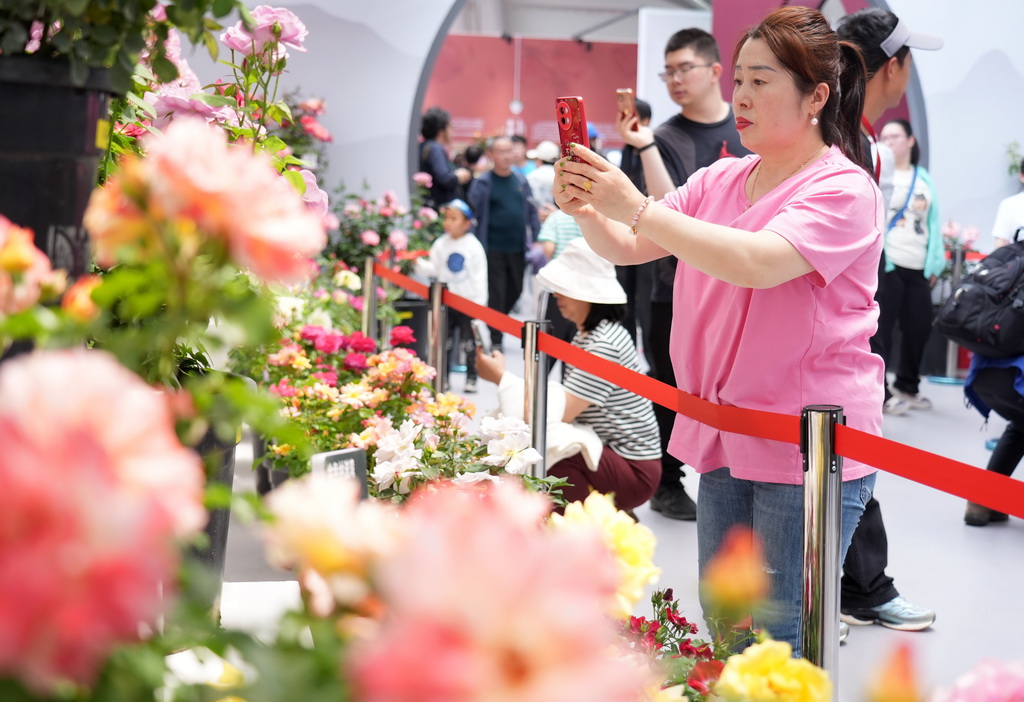 5月11日，游客在第九屆國際月季大會現(xiàn)場拍攝月季花。