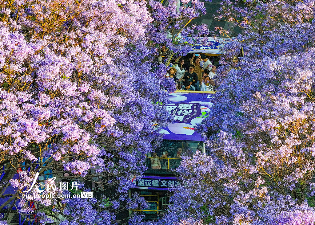 云南昆明：藍花楹如期開放引游人觀賞【3】