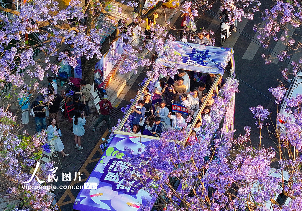云南昆明：藍花楹如期開放引游人觀賞【4】