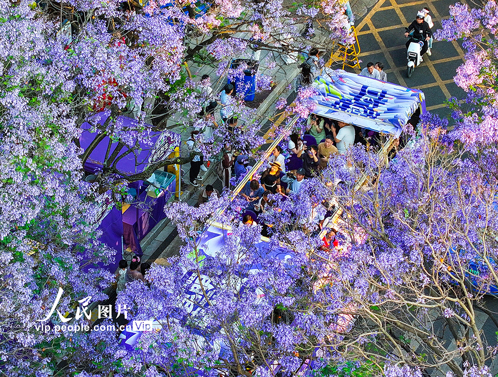 云南昆明：藍(lán)花楹如期開(kāi)放引游人觀賞【5】