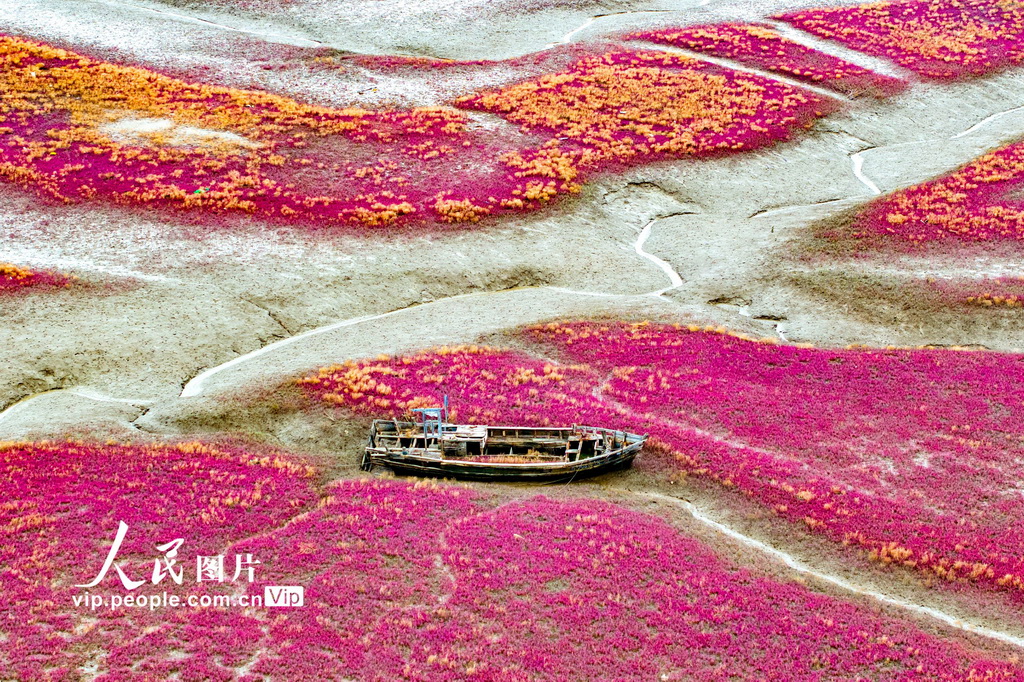 青島紅海灘濕地風(fēng)光