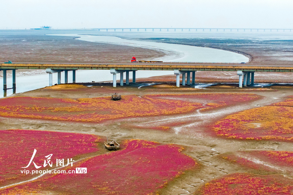 青島紅海灘濕地風(fēng)光【2】