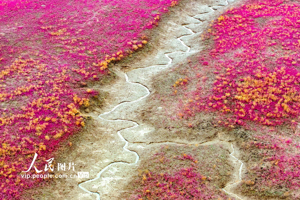 青島紅海灘濕地風(fēng)光【3】