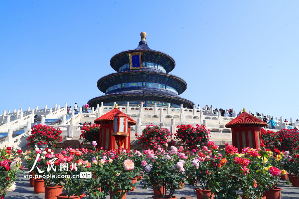 北京天壇公園月季盛開迎客來