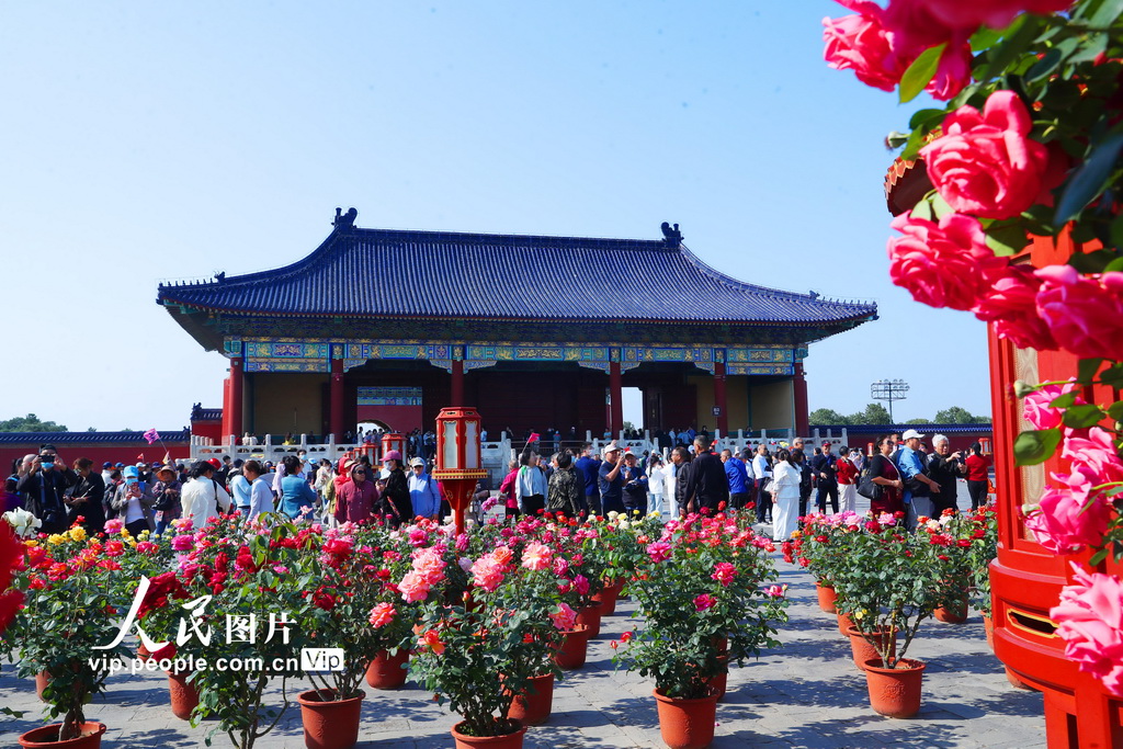 北京天壇公園月季盛開(kāi)迎客來(lái)【3】