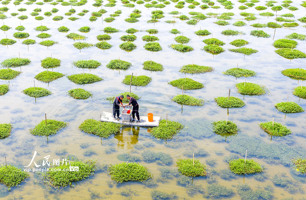 江蘇泗洪：一池碧水養(yǎng)出致富蟹