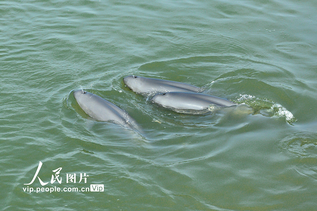 安徽銅陵：江豚逐浪嬉戲