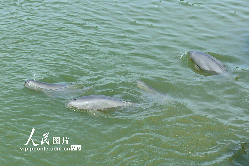 安徽銅陵：江豚逐浪嬉戲【3】