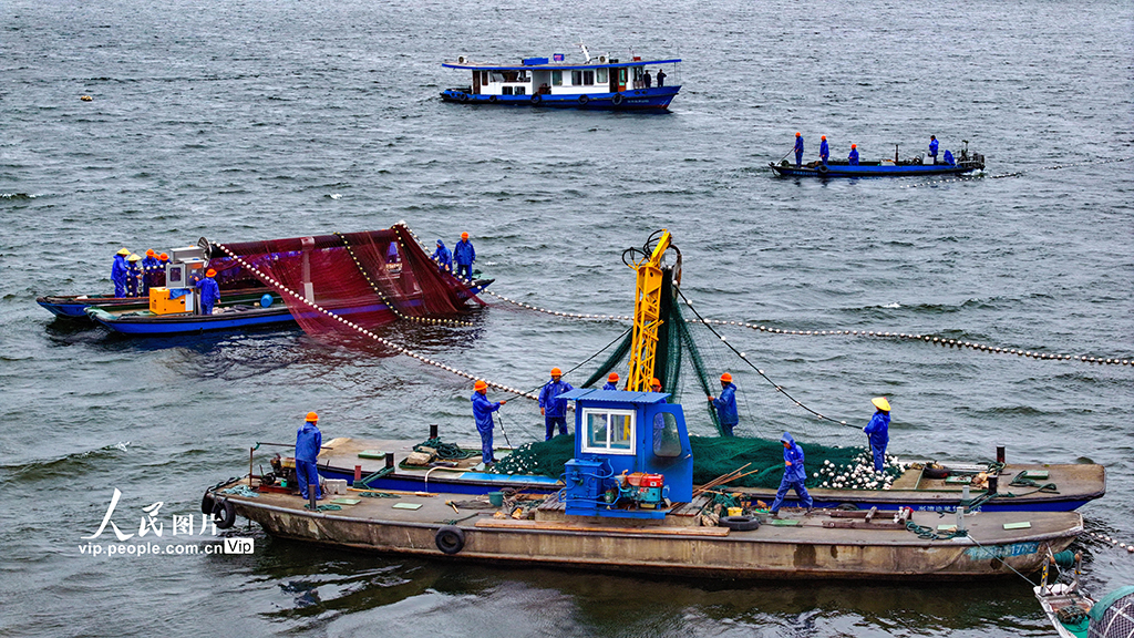 浙江淳安：千島湖開啟夏季巨網(wǎng)捕魚作業(yè)