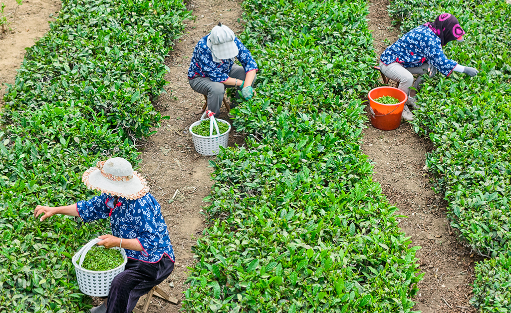 南茶北引傳承創(chuàng)新 茶產(chǎn)業(yè)賦能鄉(xiāng)村振興【2】