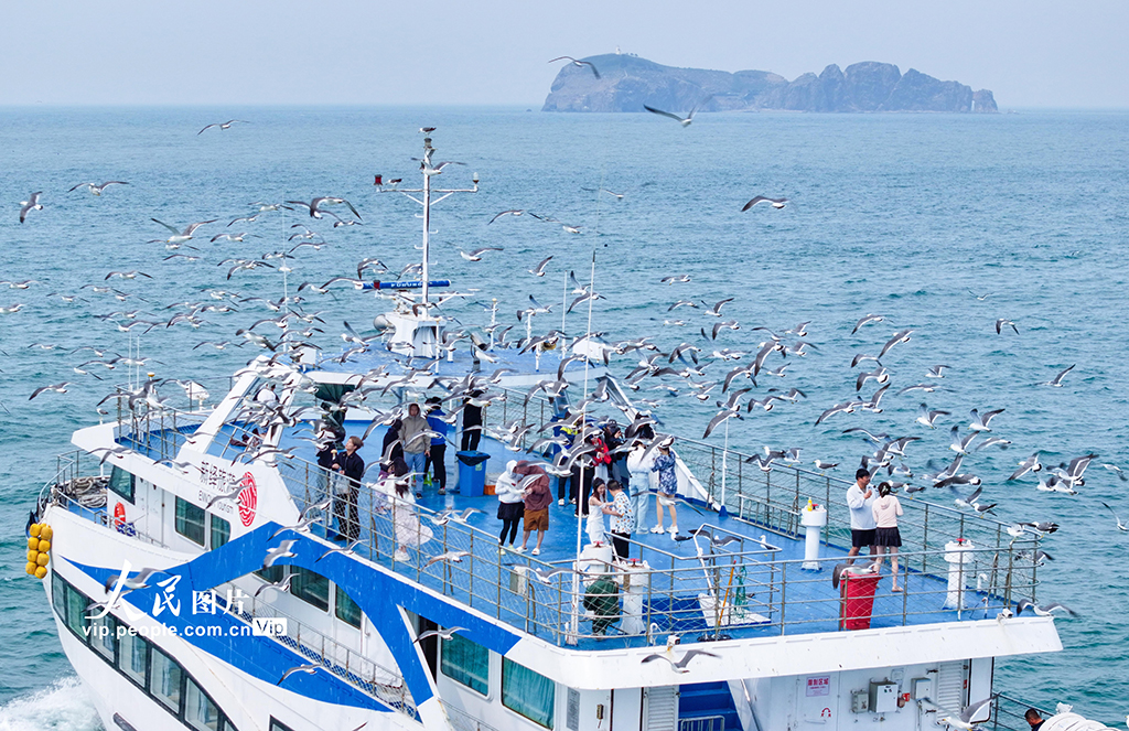山東榮成：游船逐浪 鷗鳥(niǎo)相伴【2】