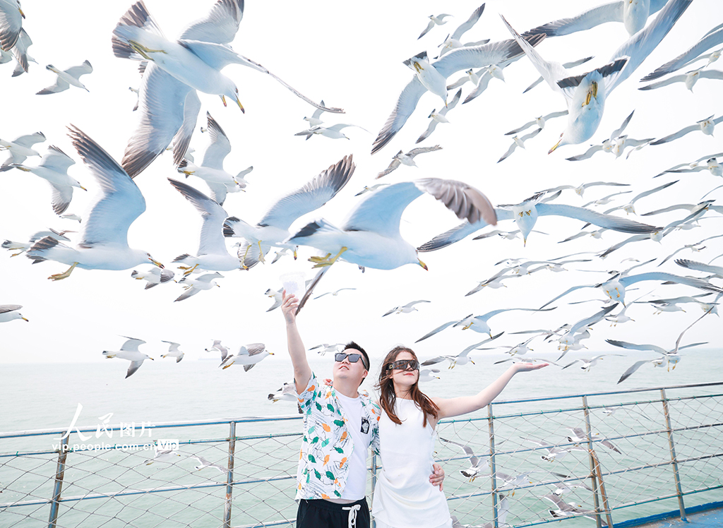 山東榮成：游船逐浪 鷗鳥(niǎo)相伴【5】