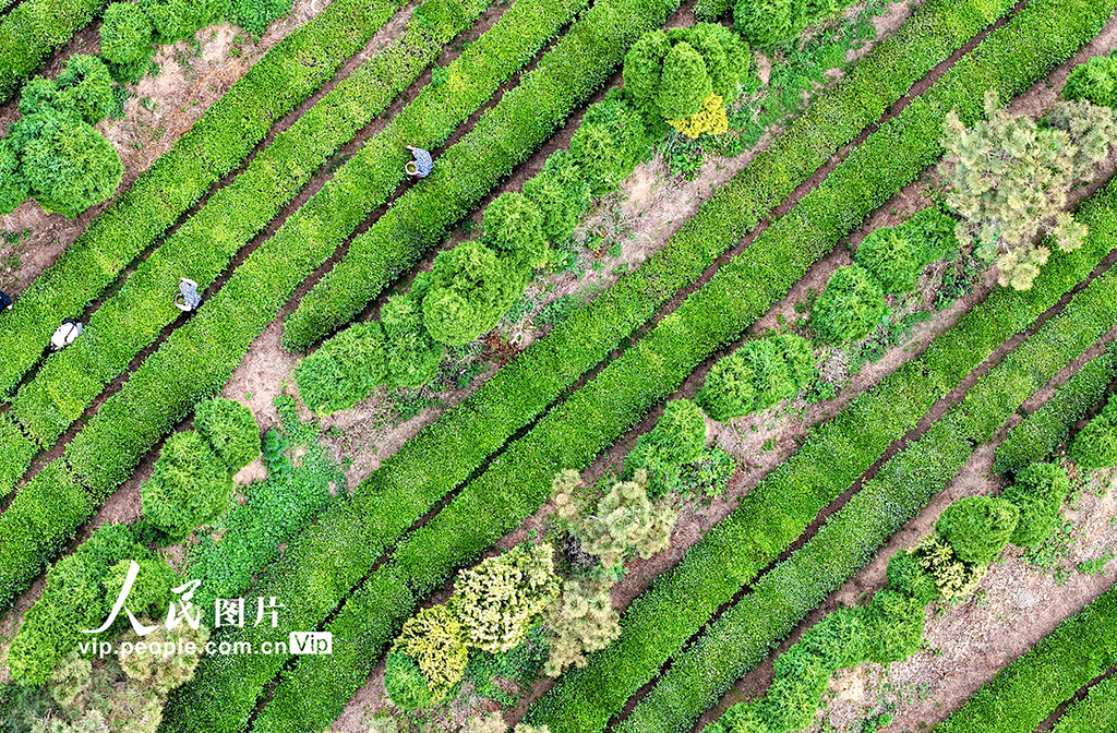 山東日照：茶香漫青山 綠意生“金”葉