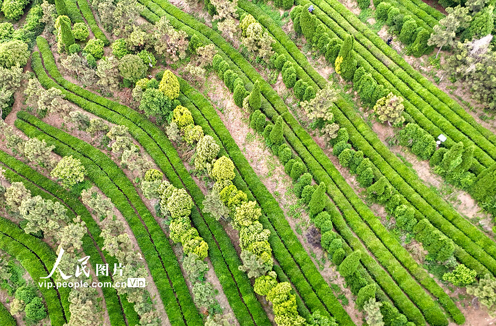 山東日照：茶香漫青山 綠意生“金”葉【3】